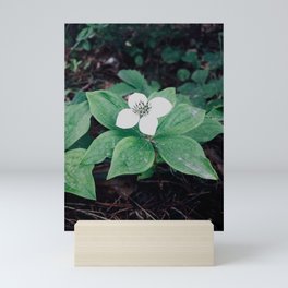 Dogwood Flower Mini Art Print