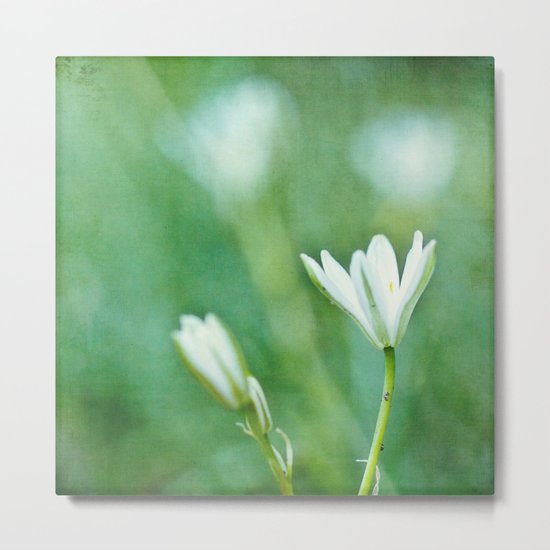 white flowers Metal Print