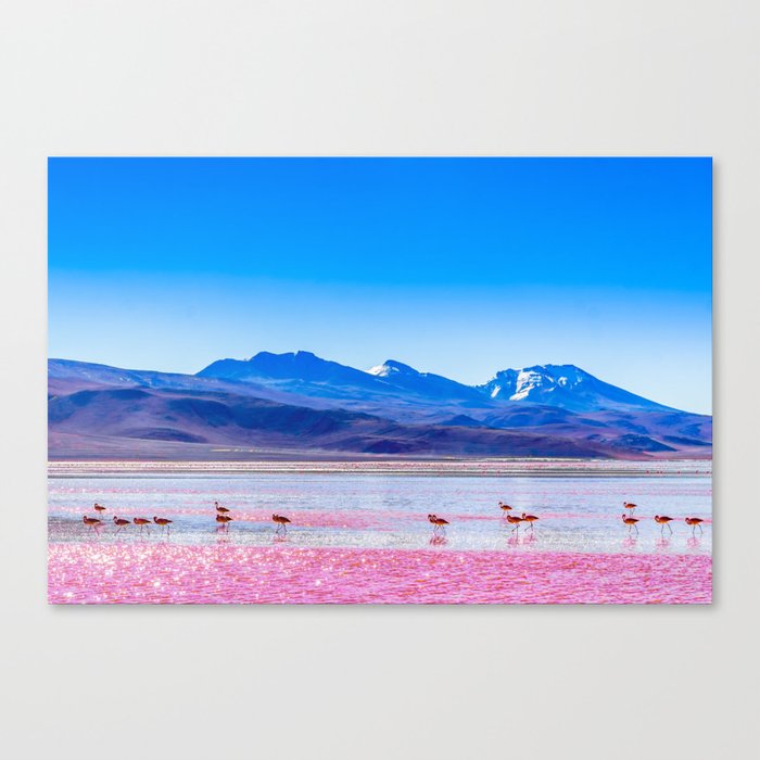 Pink Flamingos at Laguna Colorada in Bolivia Canvas Print