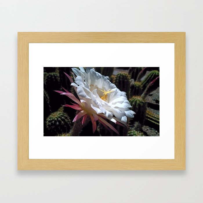 White Cactus Blossom Framed Art Print