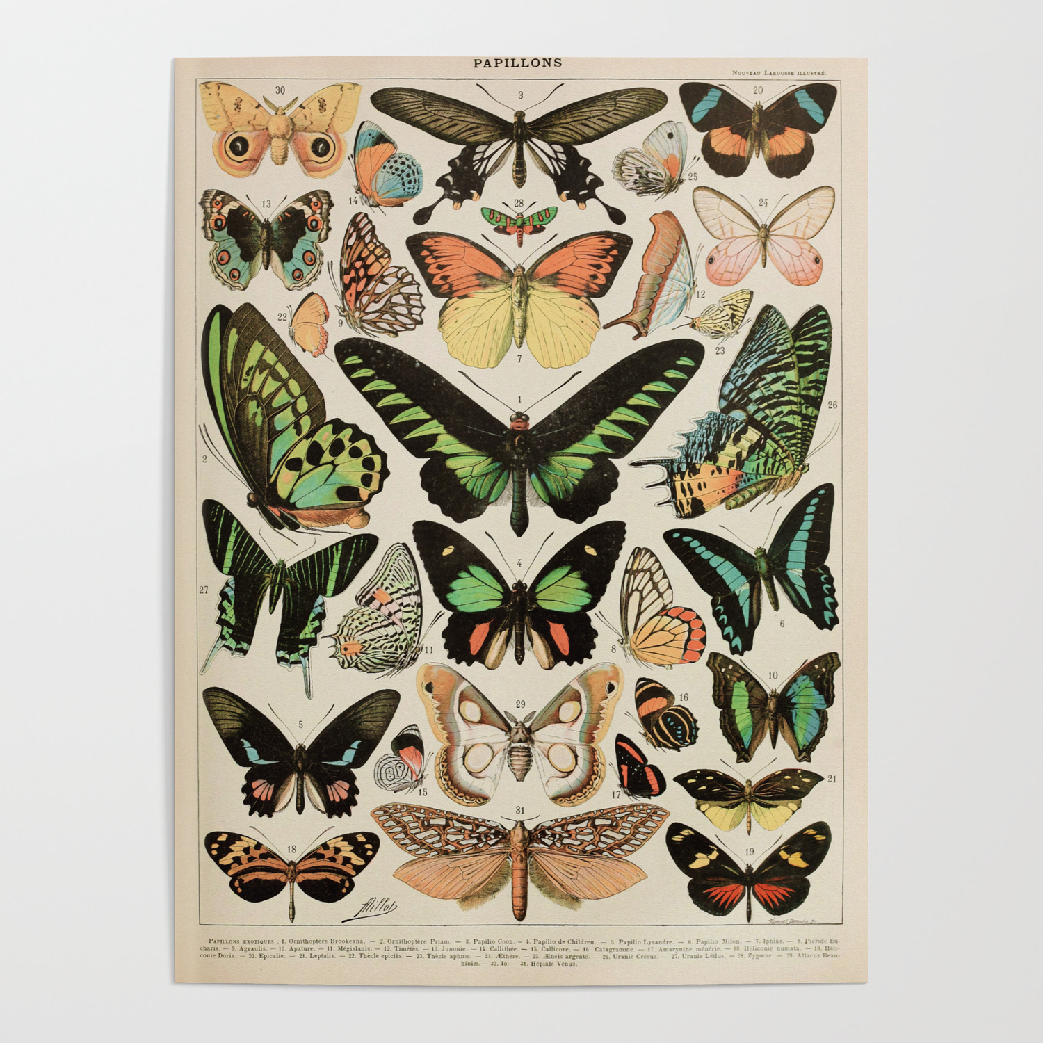 Butterfly Wall Art Antique Butterfly Image Print Natural History ...