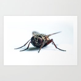 Fly isolated on white background Art Print