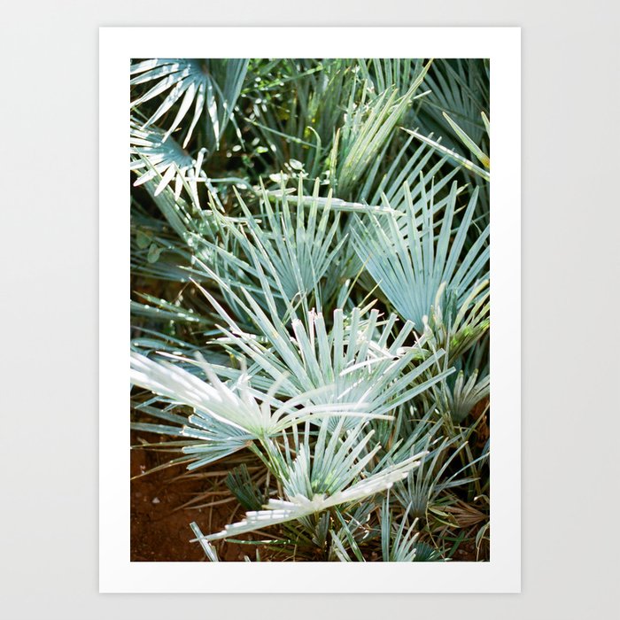 Travel photography “Morocco green” | Botanical design with soft green palm leaves Art Print