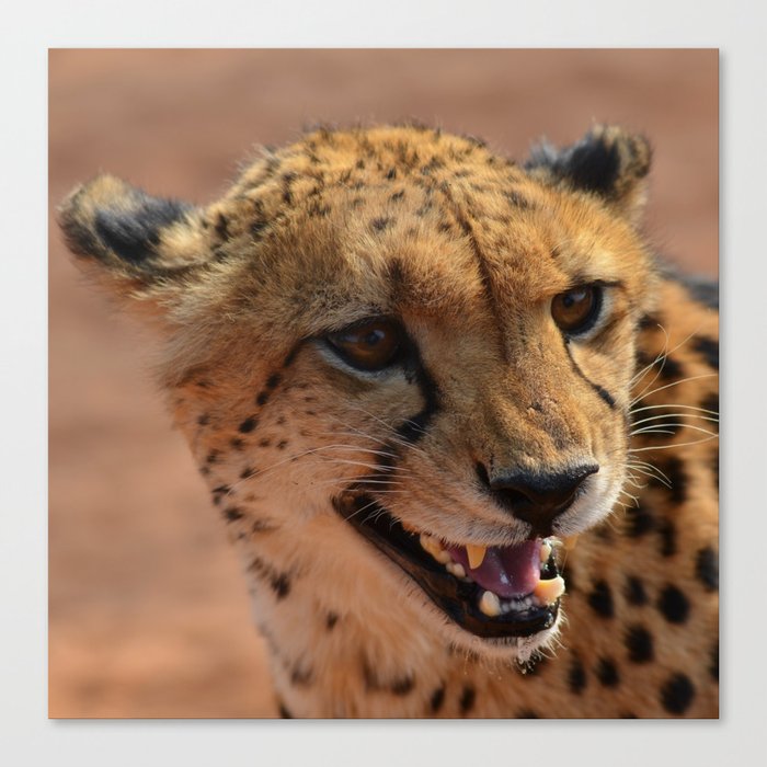 South Africa Photography - Beautiful Cheetah At The Savannah Canvas Print