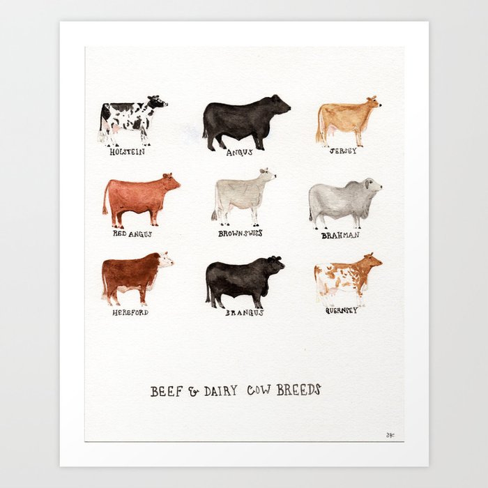 Beef and Dairy Cow Breeds Watercolor Art Print