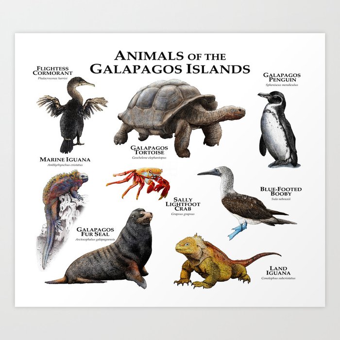 Animals Of The Galapagos Islands Art Print By Wildlife Art Society6