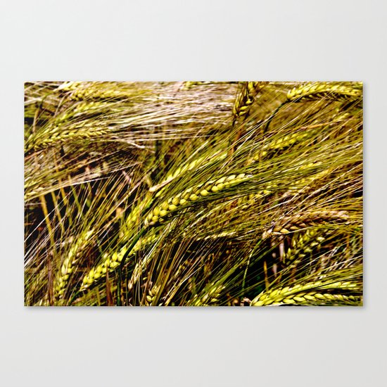Golden Wheat Field Canvas Print