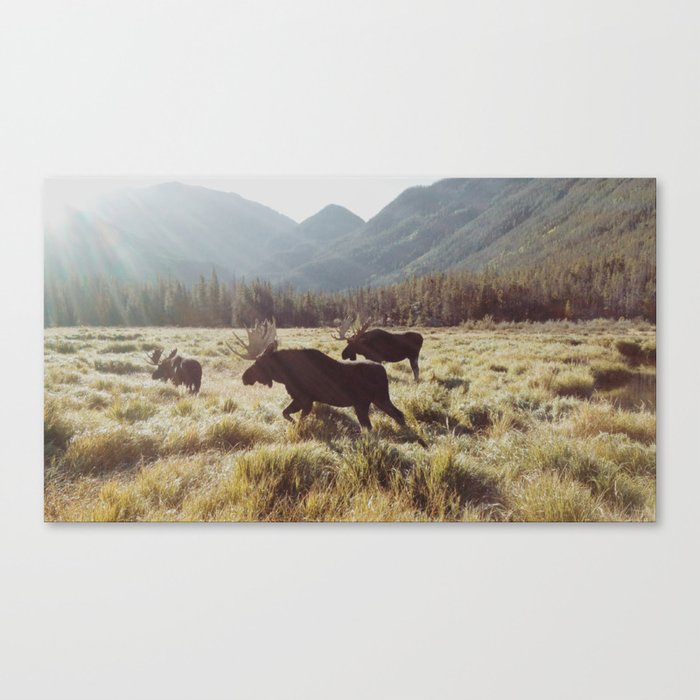 Three Meadow Moose Canvas Print
