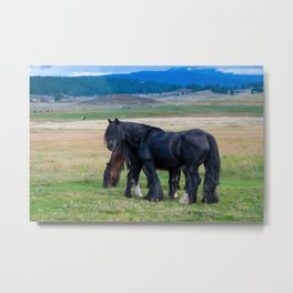 Gypsy Vanner Horses 0258 - Colorado Metal Print