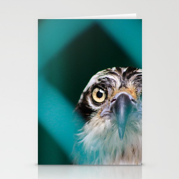 Abstract Photo Of Osprey Bird Stationery Cards By Kalebkroetsch