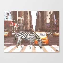 Zebra in New York City Canvas Print