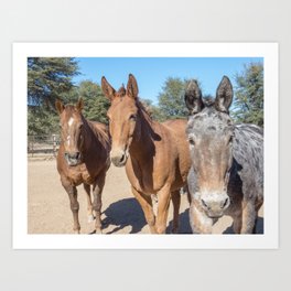 Two mules and a horse. Art Print