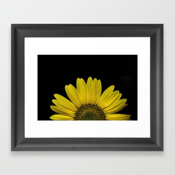 Sunflower Framed Art Print
