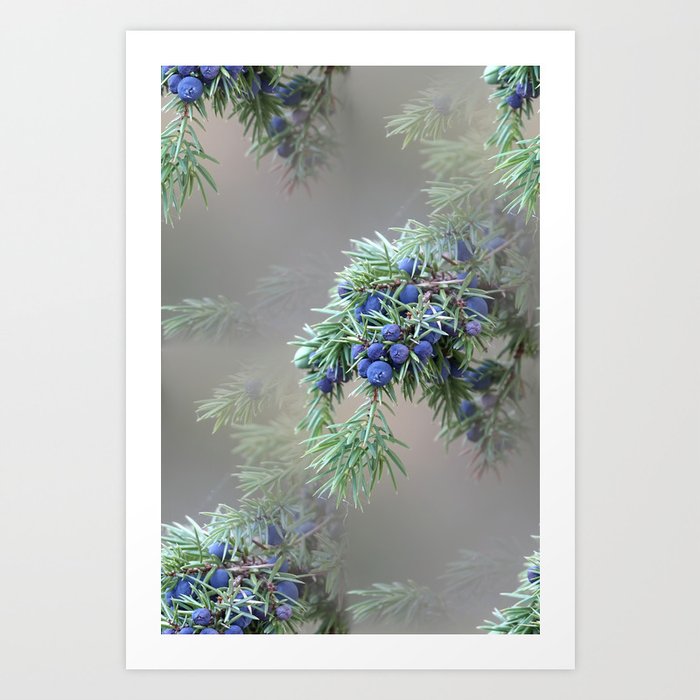Juniper berries (seed cones) Art Print