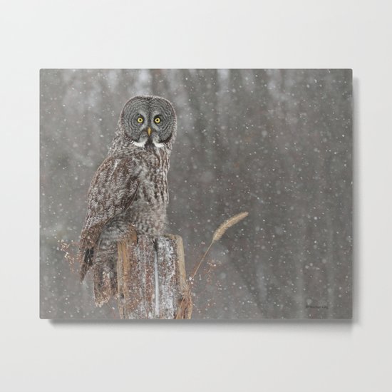Flurries in the forecast Metal Print