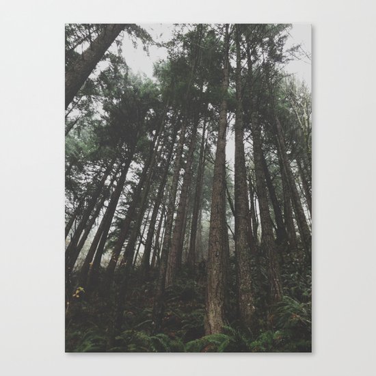 Tall Trees Canvas Print