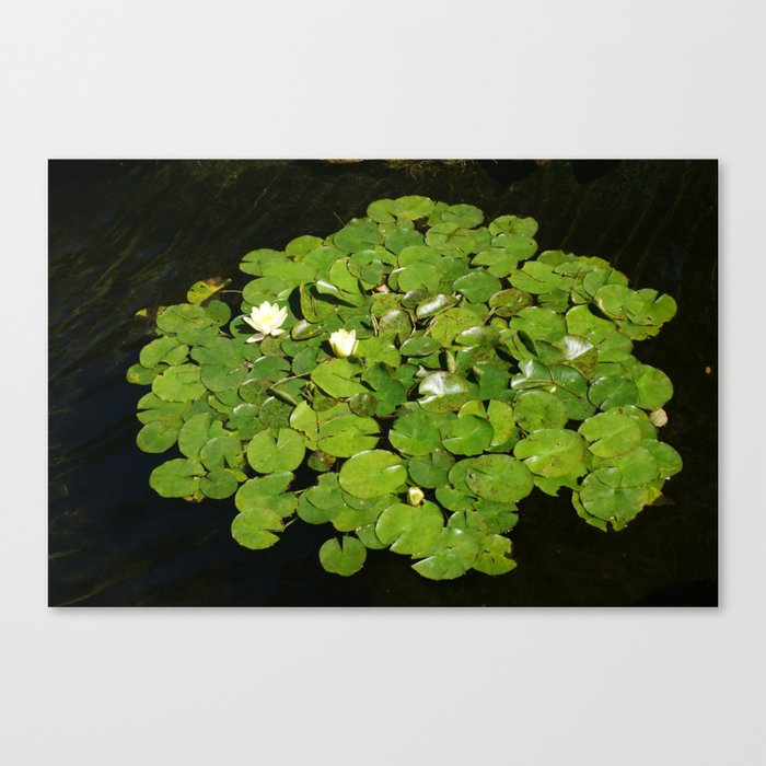 Lilly pads Canvas Print