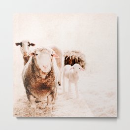 Sheep and Lamb - Adorable Animal Portrait - Pastel Pink - Minimal Farm House photography Metal Print