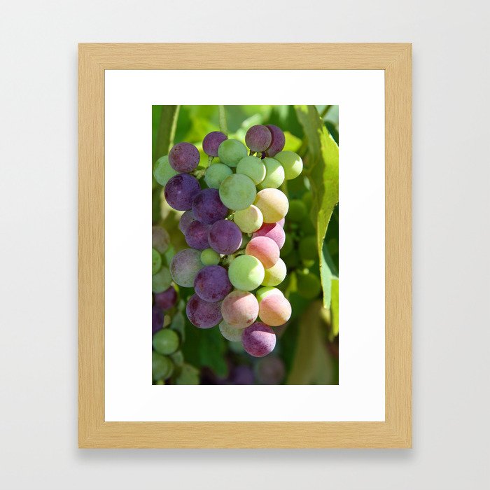 Wine on the Vine Framed Art Print