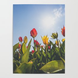 Bright colored Tulips in Holland  Poster