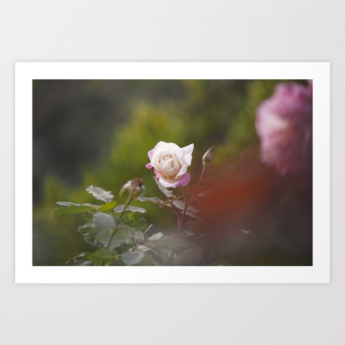 FLOWER • Rose Photography #39  Art Print