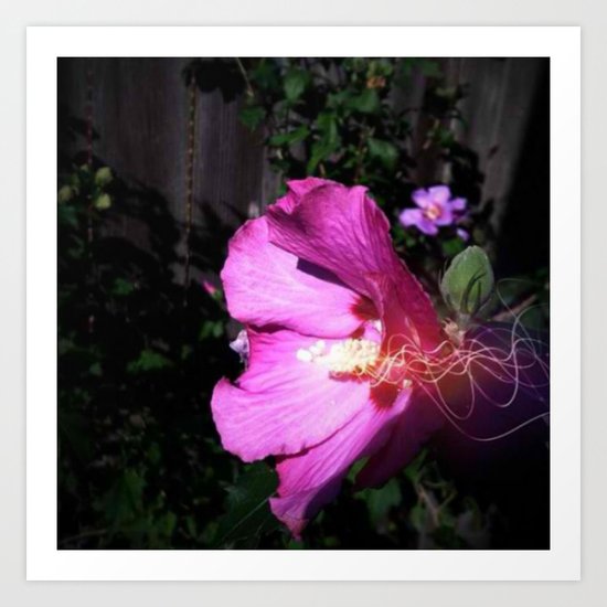 Rose of Sharon Art Print