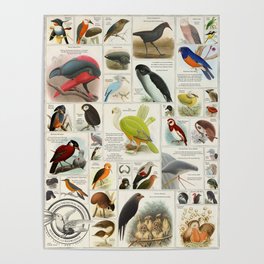Birds Generated by A.I. (These Birds Do Not Exist 4) Poster