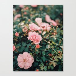 Dreamy wild pink roses on film Canvas Print