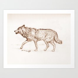 Wolf Study Art Print