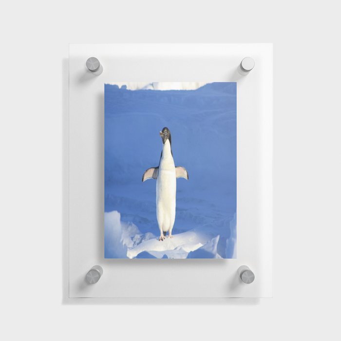 A Penguin Glide Floating Acrylic Print