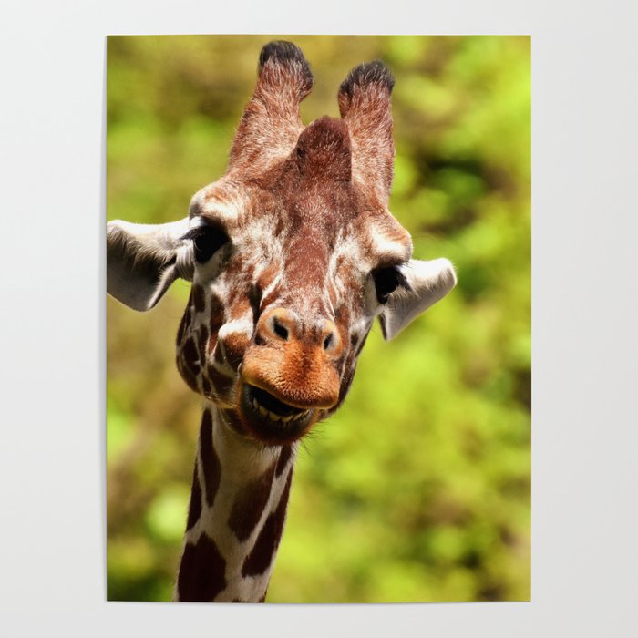 South Africa Photography - Giraffe Smiling Poster
