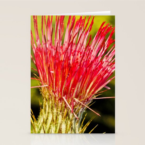 Pink Stationery Cards