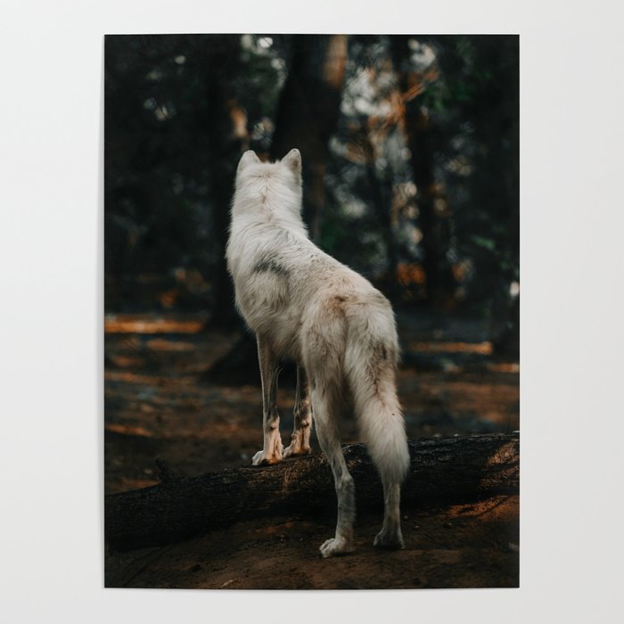 Wolf Backside (Color) Poster