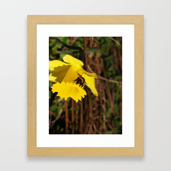 Bee on a Daffodil Framed Art Print