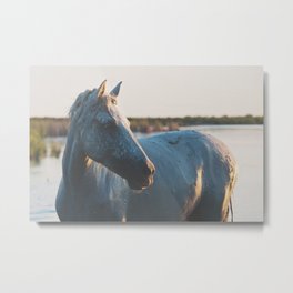 a horse in portrait ... Metal Print | Greyhorse, Equinephotograph, Horseloversgift, Photo, Camarguehorse, Color, Dormroomdecor, Sunsetphotograph, Horseatsunset, Equestrianart 