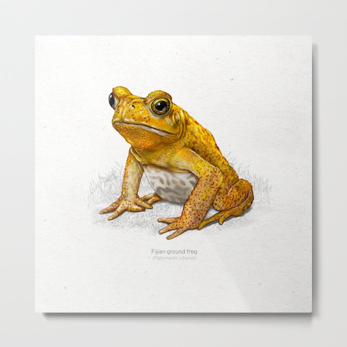 Fijian ground frog scientific illustration art print Metal Print