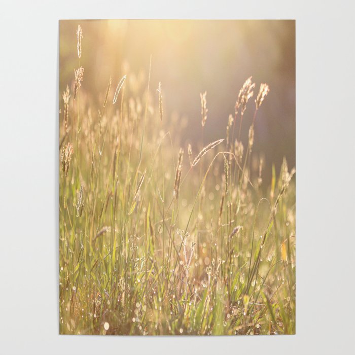 Soft morning sun light shining on the dew on sweet vernal grass. Poster