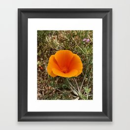 California flower Framed Art Print
