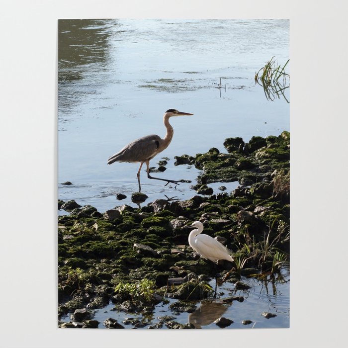 Herons on the river bank Poster