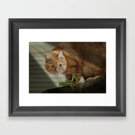 Cat out on a Limb Framed Art Print