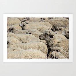 Flock of Sheep Migration in Antimony, Utah - Small Town America Series Art Print