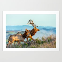 Elk Royalty Art Print