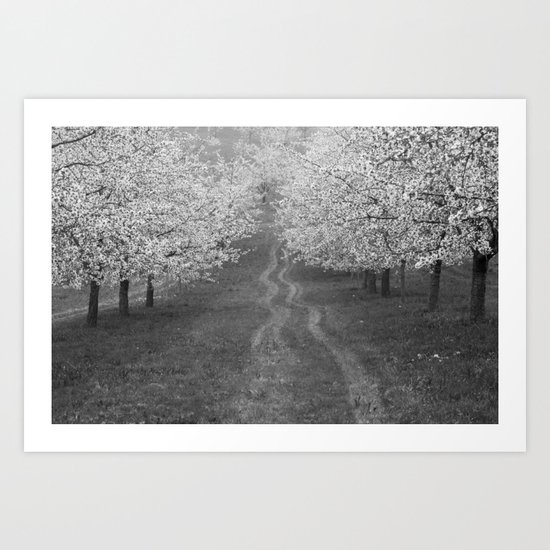 Cherry Trees Art Print