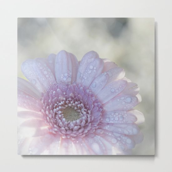 Pink Daisy with Waterdroplets in Backlight- Flower- Flowers- Floral Metal Print