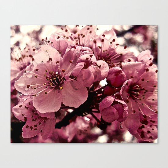 Spring Pink Plum Blossoms Canvas Print
