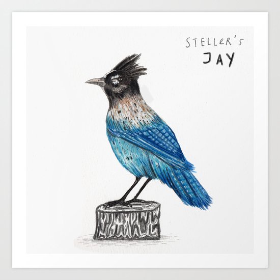Steller's Jay Art Print