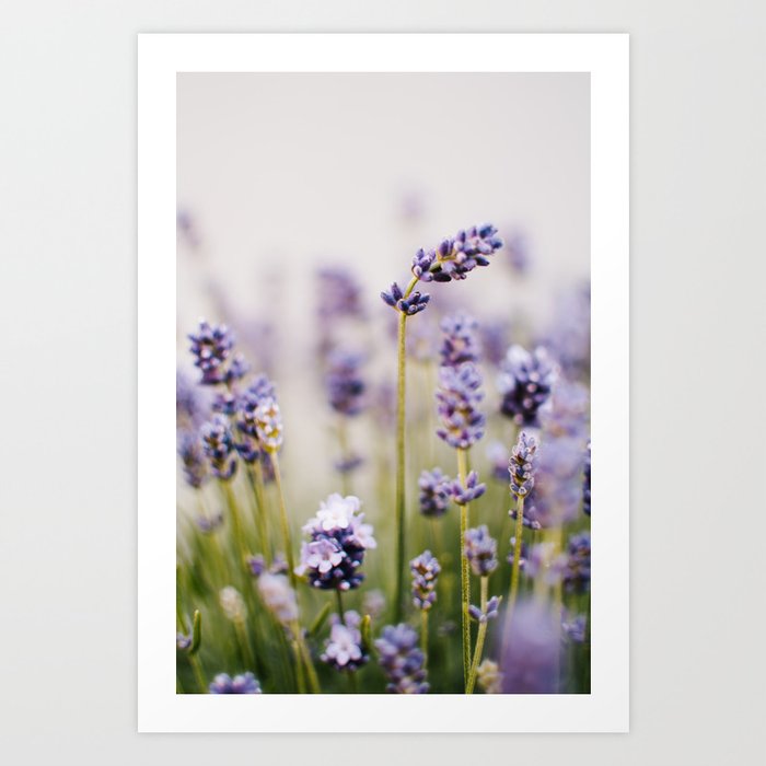 Lavender Close-up | Nature photography  Art Print