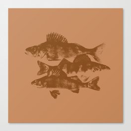 Yellow perch fish Canvas Print