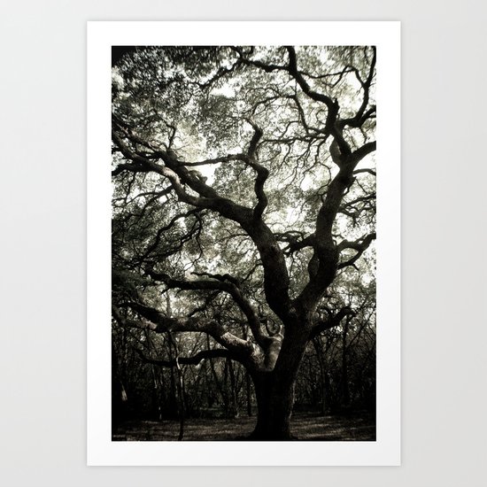 The Great Live Oak Art Print