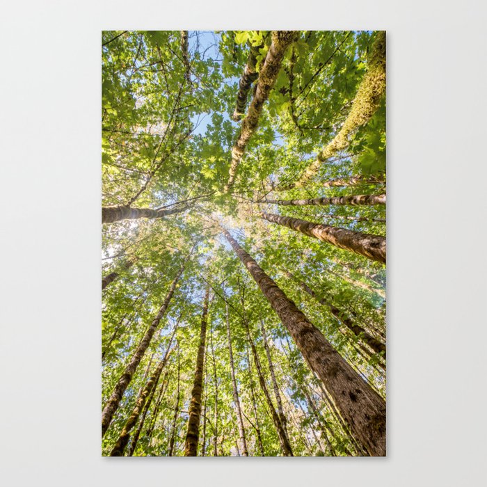 Looking Up In the Vancouver Forest Canvas Print
